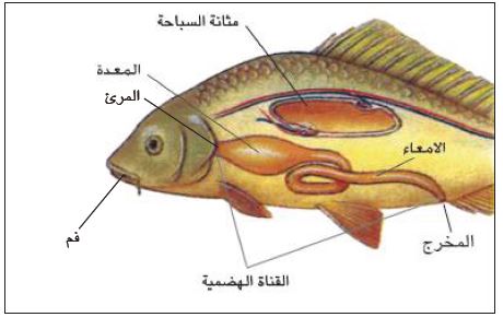 الجهاز الهضمي في سمكة عظمية