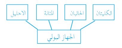 أعضاء الجهاز البولي