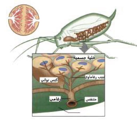 تركيب الجهاز الرغاموي في الحشرات