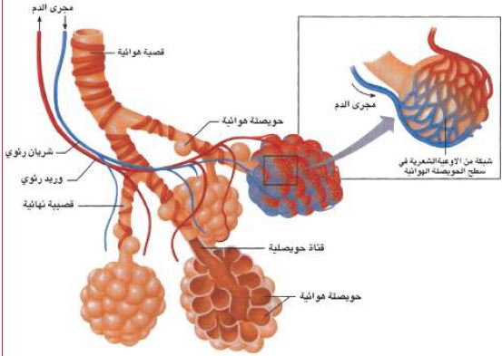 تركيب الحويصلات التنفسية في الإنسان