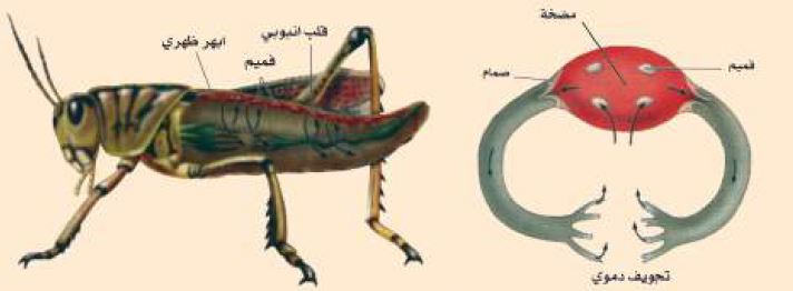 الدورة الدموية في الجرادة