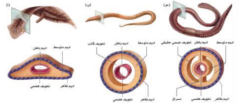 أنواع الجوف الجسمي المختلفة