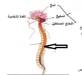 الشكل