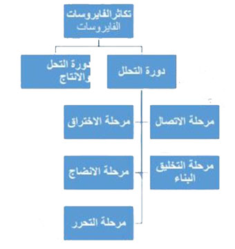 مخطط