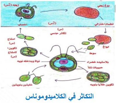 مثال