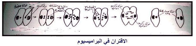 مثال