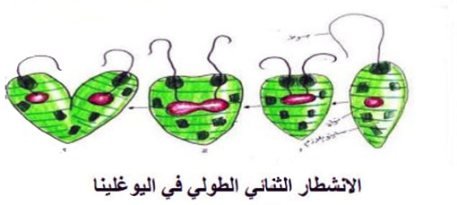 مثال