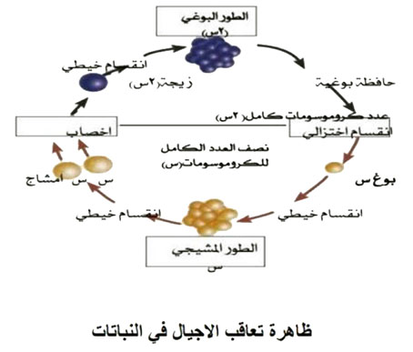 مثال