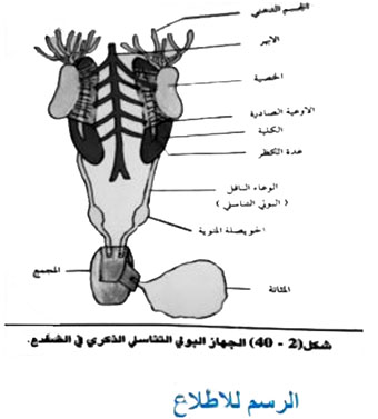 مثال