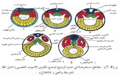 مثال