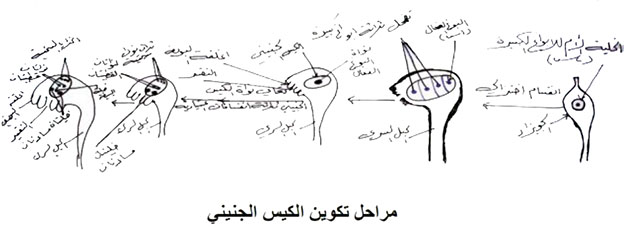 مثال