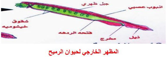 مثال
