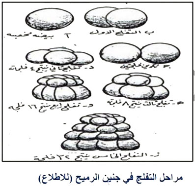مثال
