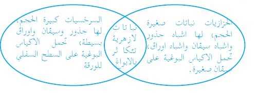 أوجه التشابه والإختلاف بين الحزازيات والسرخسيات