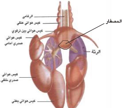 الجهاز التنفسي في الحمامة
