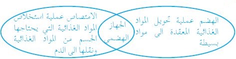 الفرق بين الأمعاء الدقيقة والأمعاء الغليظة