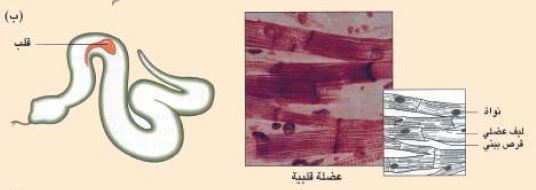 العضلات القلبية