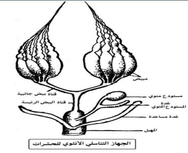 الشكل
