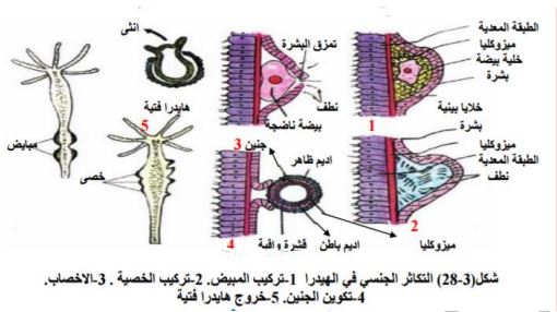 الشكل