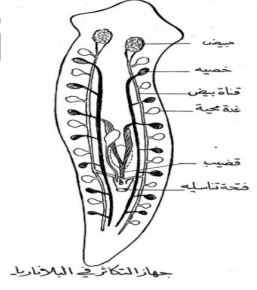 الشكل