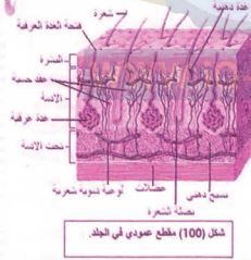 الجلد