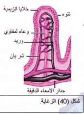 جدار الأمعاء الدقيقة