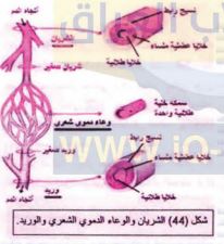 الشريان والوعاء الدموي الشعري والوريد