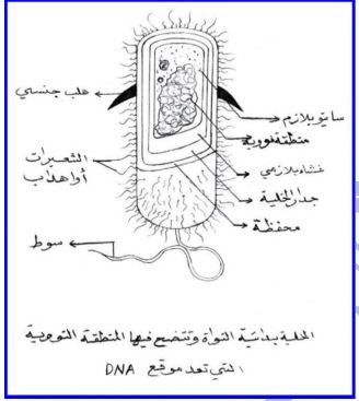 الشكل