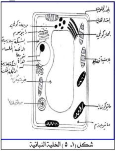 الشكل