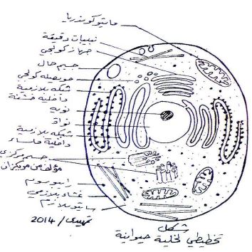 الشكل