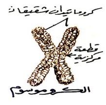 الشكل