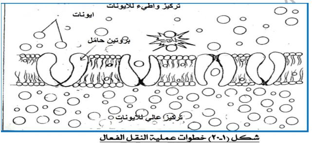 الشكل