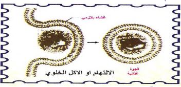 الشكل