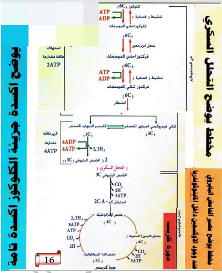 الشكل