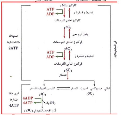 الشكل