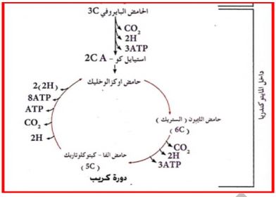 الشكل