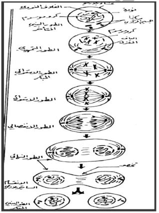 الشكل