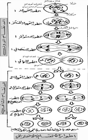 الشكل