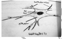 الشكل