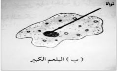الشكل