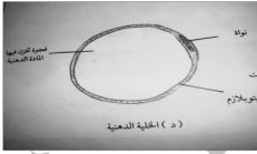 الشكل
