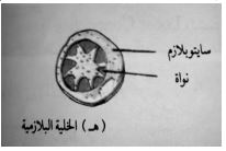 الشكل