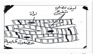 الشكل