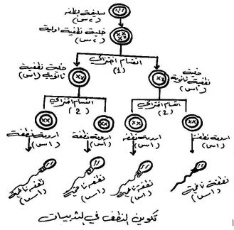 الشكل