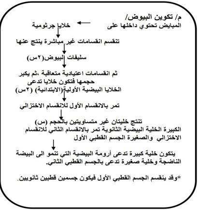 الشكل