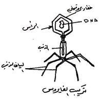 الشكل