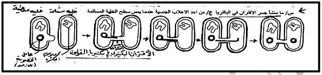 الشكل