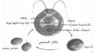 الشكل