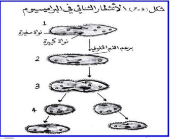 الشكل
