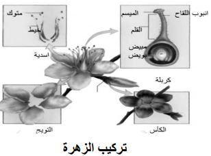 الشكل